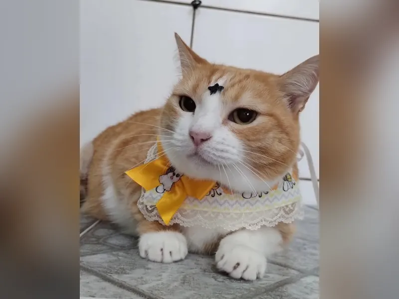 Gato laranja e branco deitado, com lenço e laço amarelos no pescoço