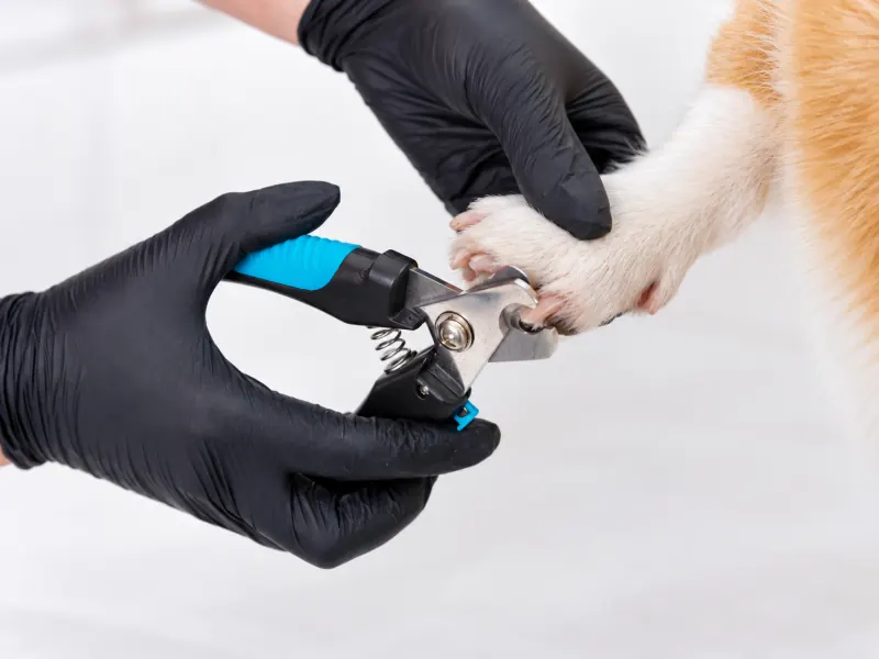 Mãos com luvas pretas usando um cortador para aparar as unhas da pata de um cão
