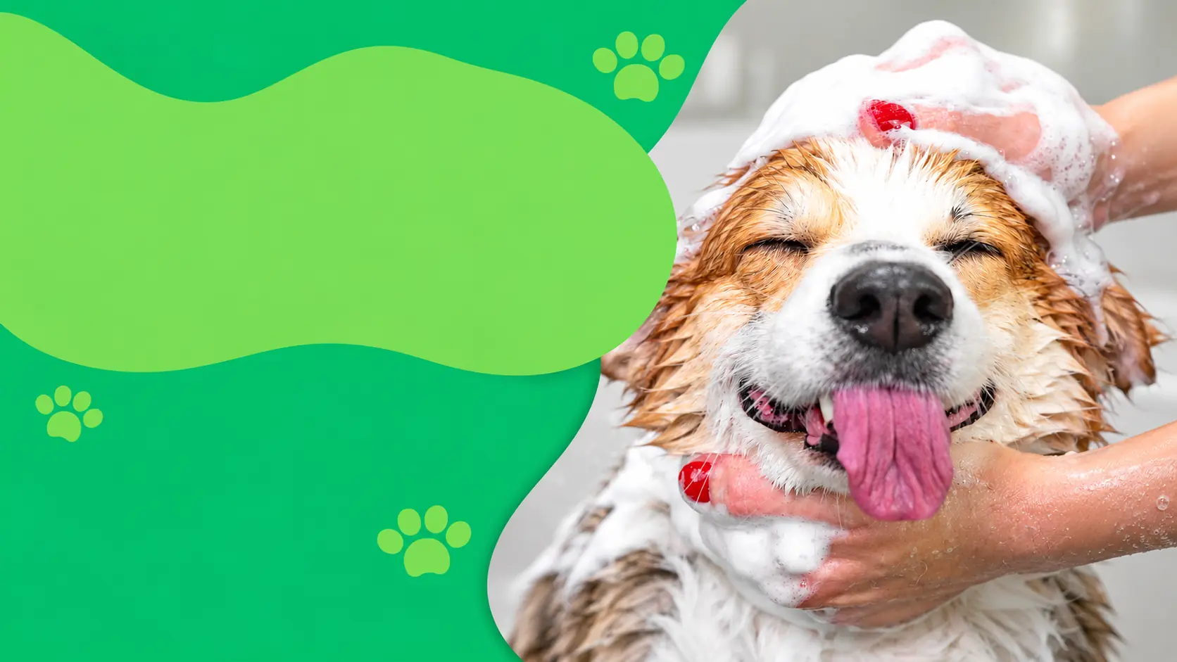 Cão de pelo caramelo e branco recebendo banho com espuma na cabeça, de olhos fechados e língua para fora