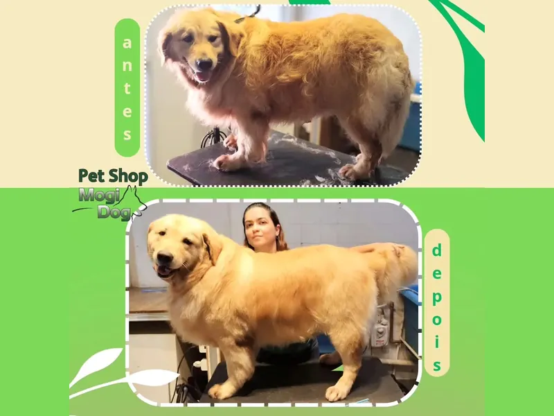Antes e depois de um cão de pelo dourado e longo sobre a mesa de tosa do Mogi Dog